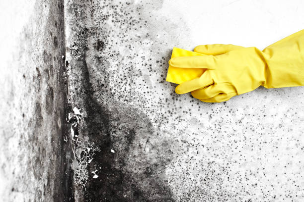 Office Mold Removal Services in Hidden Valley, IN