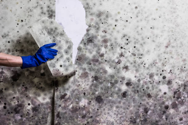 Best Residential Mold Removal  in Hidden Valley, IN